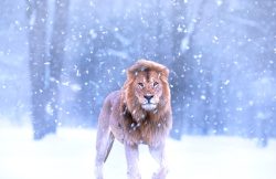 nature, animal, snow